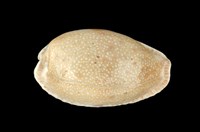 藏品(腰斑寶螺)的圖片